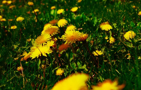 Jonge paardebloemen groeien in de weide — Stockfoto