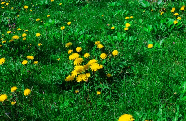 On the green lawn of dandelions grow — Stock Photo, Image