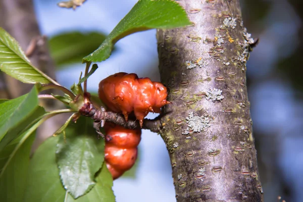 Large, very bright caterpillar on the tree — Stock Photo, Image