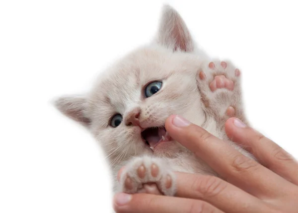 La mano sosteniendo gatito — Foto de Stock