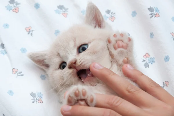 Gatito va de la mano — Foto de Stock