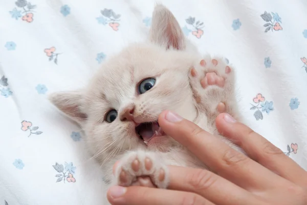 Kitten elden gider