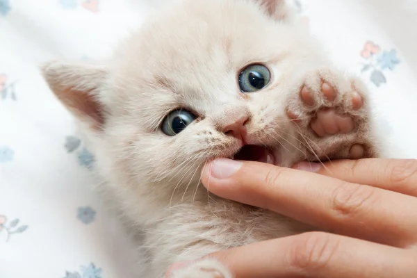 Kedi yavrusu parmağını ısırır. — Stok fotoğraf