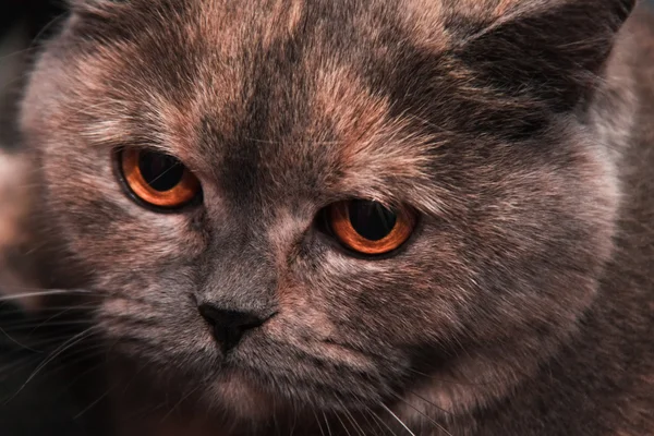Βρεταννόs στενογραφία γάτα με πολύ όμορφα μάτια — Φωτογραφία Αρχείου