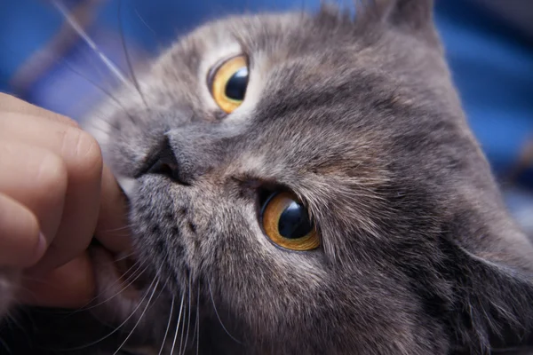 İngiliz kedi hafifçe parmak adamını ısırma