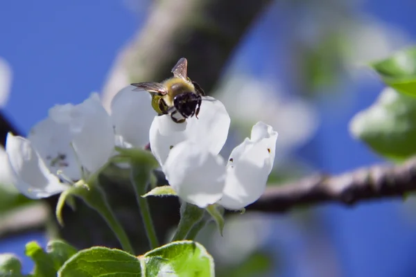 Gren av äpple blommar vita blommor, ett bi som sitter på en Stockbild