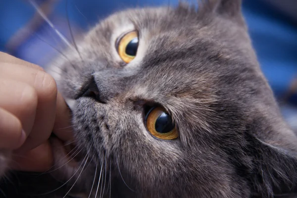 British cat lightly biting your finger man Stock Picture