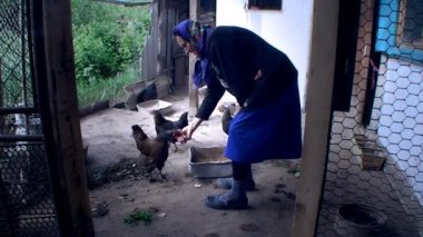 kadın tavuk elinden beslenir.