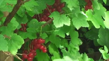 Frenk üzümü Bush ön planda kuş üzümü kesen bir erkek eli