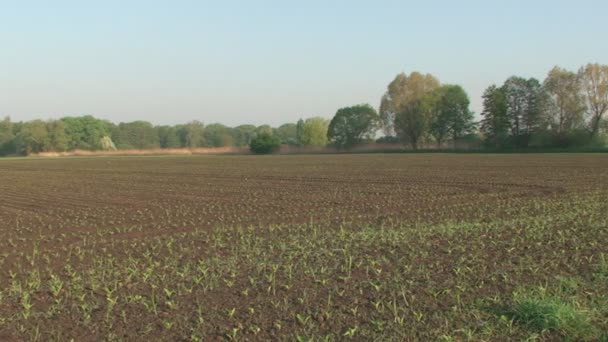 Frühling, Gepflügtes Feld, es ist die jungen Triebe der Pflanzen — Stockvideo