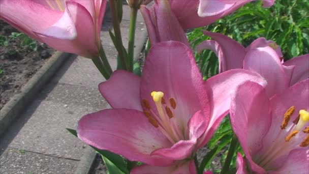 Les jardins sont gelés Lys orange, La brise souffle — Video