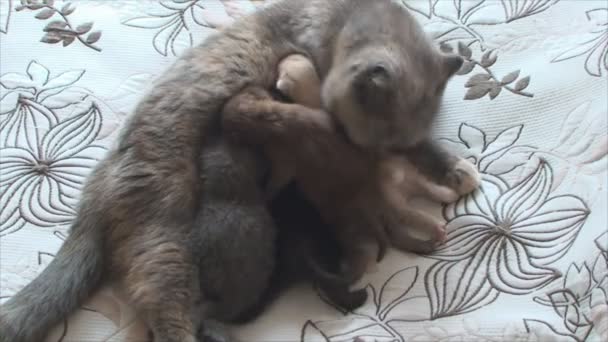 Neugeborene Kätzchen feeds und fürsorgliche Katze wäscht — Stockvideo