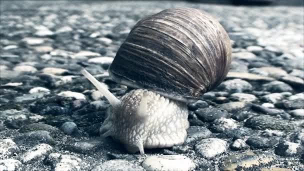 Snail crawling on the concrete  sidewalk — Stock Video