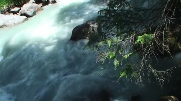 La rama si estaba inclinado sobre el río de la montaña — Vídeo de stock