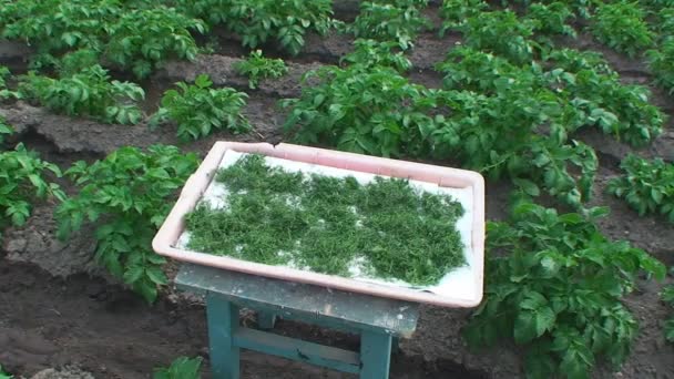 Drying finely  chopped dill on the plot — Stock Video