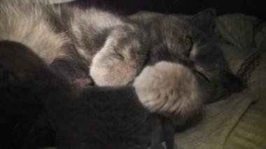 bakım kedi yavru kedi besleme