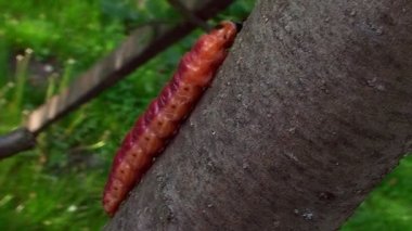 Bir ağaç kabuğu üzerinde sürünerek Caterpillar