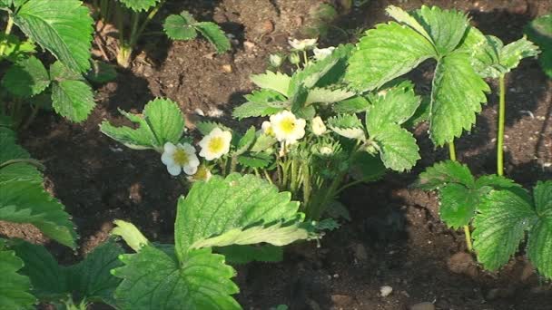 Primavera no jardim flores de morango — Vídeo de Stock