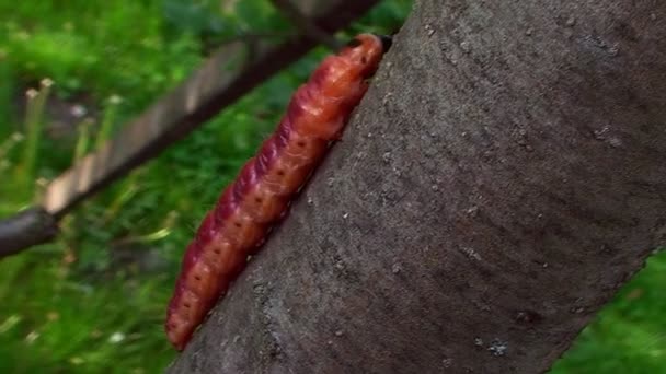 毛毛虫爬上一棵树的树皮 — 图库视频影像
