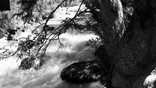 De ruwe berg rivier met zuiver water is het zwart wit schieten — Stockvideo