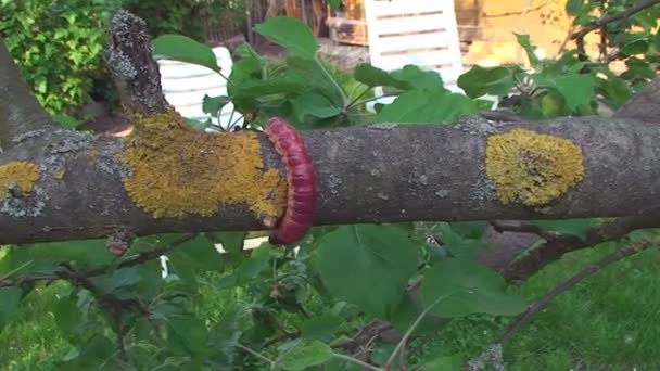 L'écorce de l'arbre glisse une grande chenille — Video