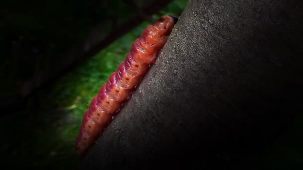 Noite, a árvore estava se movendo lagarta multicolorida — Vídeo de Stock