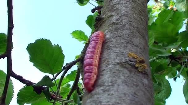 Oruga colorida trepando por un tronco de árbol — Vídeos de Stock