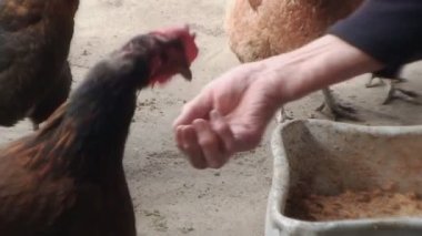 Bir eldeki büyük güzel tavuk bir yem gagalar