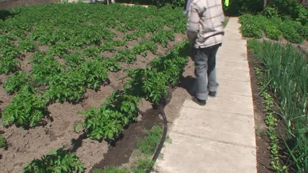 Хлопчик в саду поливає воду молоді пагони картоплі — стокове відео