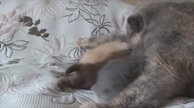Annesi sevgi kedi yavru kedi için bakım