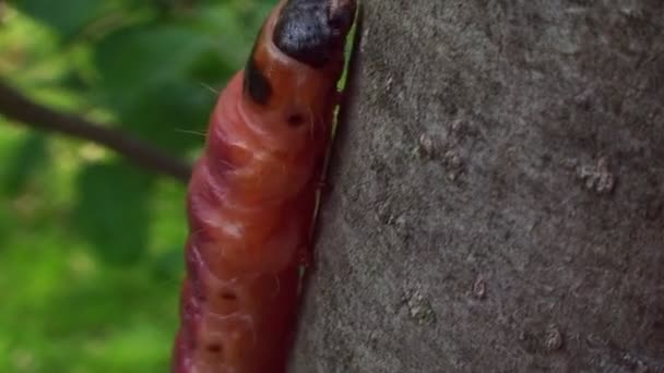 De boomstam beweegt veelkleurige caterpillar — Stockvideo