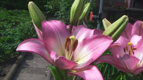 Large , beautiful orange lilies, closeup in the garden — Stock Video