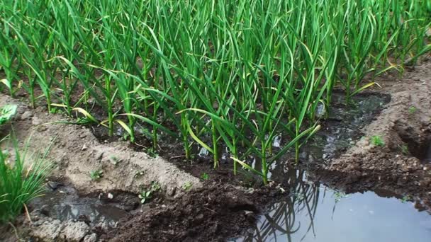 Summer. Day. smallholding. Is watering the beds with young garlic — Stock Video