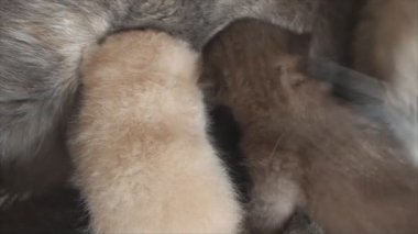 Yavru kedi emmek anne kedi süt onları yıkar