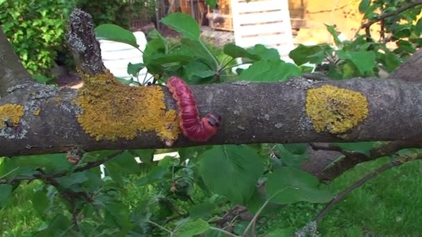 El árbol en el jardín se arrastra gran oruga colorida — Vídeos de Stock