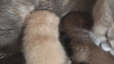İngiliz kedi beslenir ve onu yavru kedi yıkar