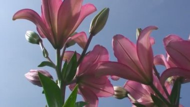 Yaz, mavi gökyüzü, bahçede portakal Lily çiçek