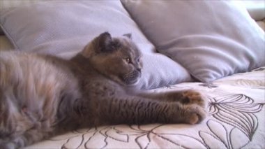 Daire içinde kanepede İngiliz büyük kedi olduğunu