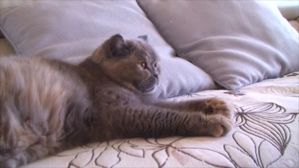 Britische Raubkatze liegt auf der Couch in der Wohnung — Stockvideo