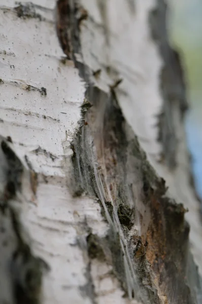 Web'de huş ağacı — Stok fotoğraf