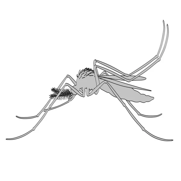 Aedes Aegypti egy — Stock Fotó