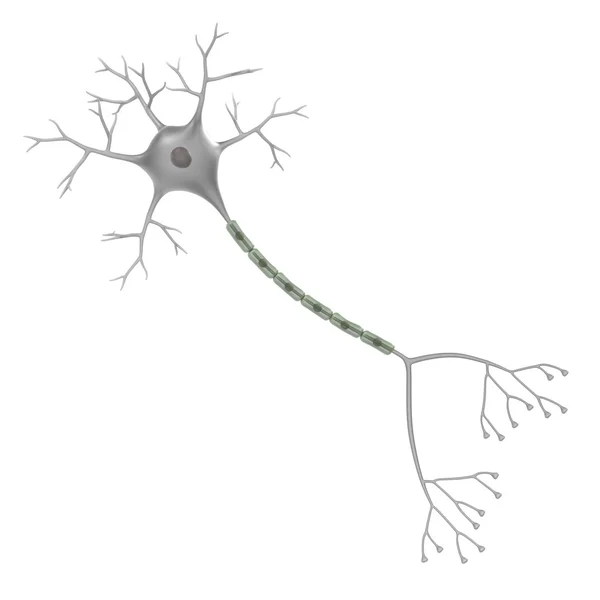 Beyin nöron 3D render — Stok fotoğraf