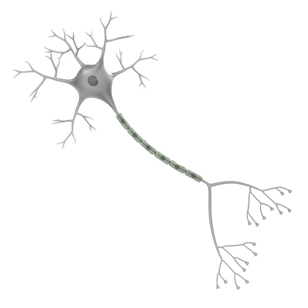 3D рендеринг нейронов головного мозга — стоковое фото