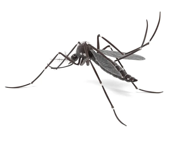 Renderização 3d de Aedes Aegypti — Fotografia de Stock