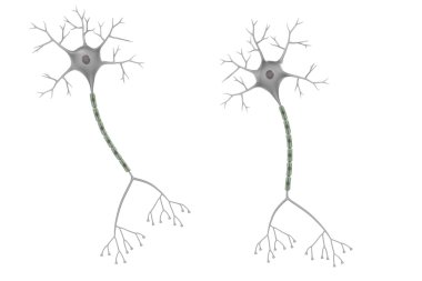 beyin nöron 3D render