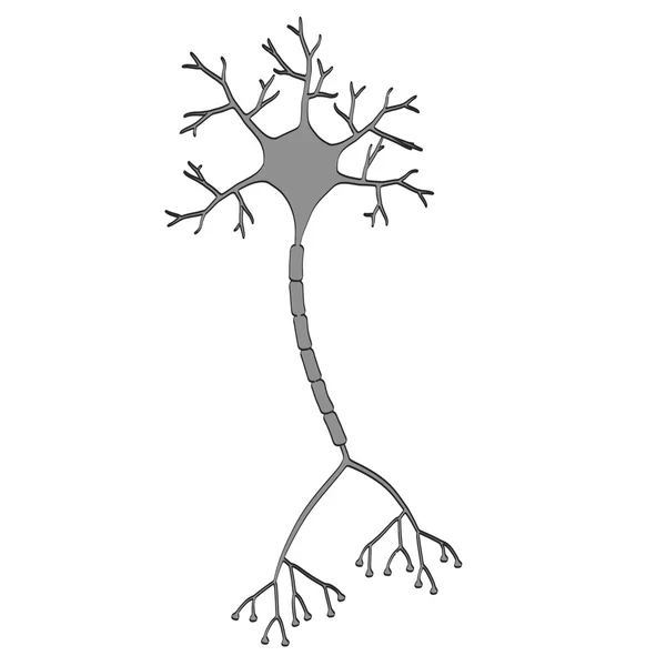 2D ilustrace kreslené mozku neuron — Stock fotografie