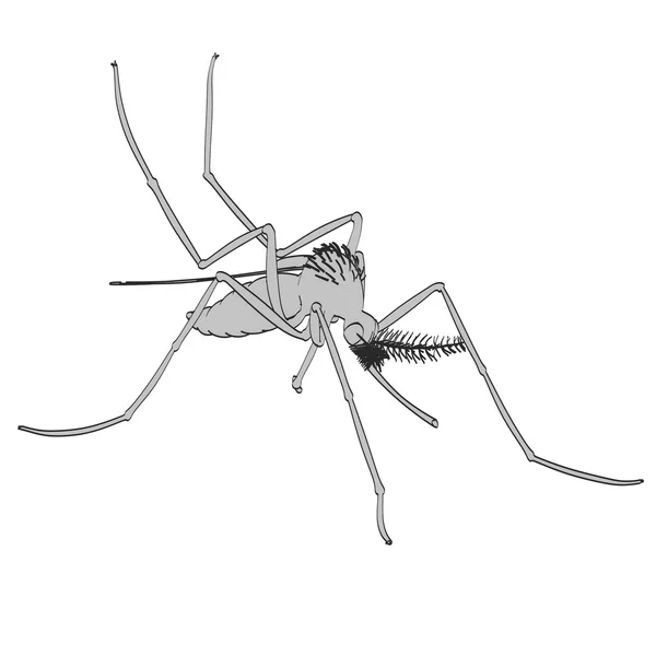 Illustrazione 2d cartone animato di Aedes Aegypti — Foto Stock