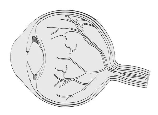 2d cartoon illustration of eye — Stock Photo, Image