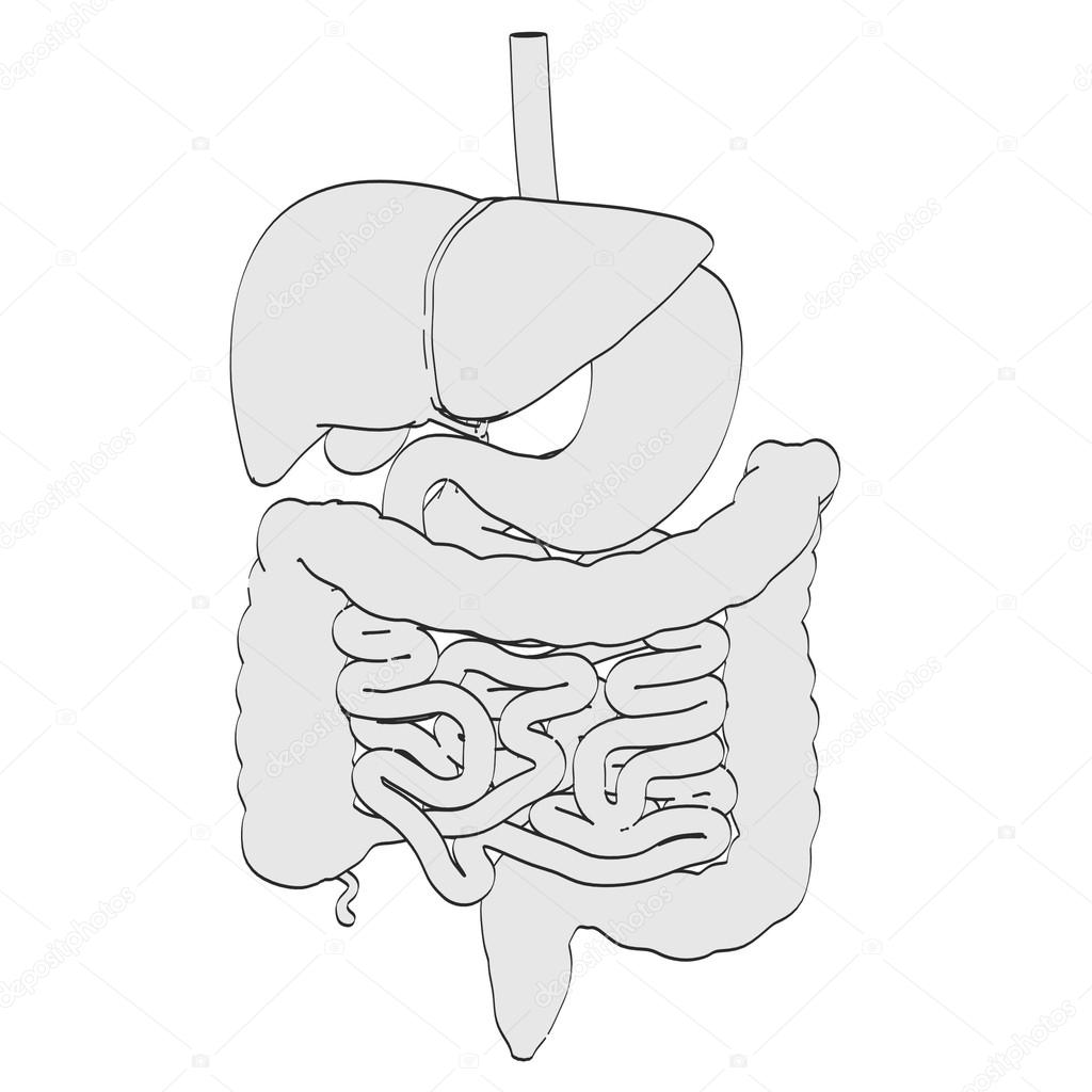 ilustração de desenho animado 2d do sistema digestivo fotografias