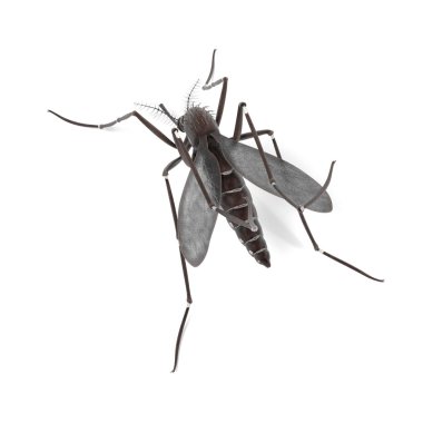 Aedes Aegypti 3D render